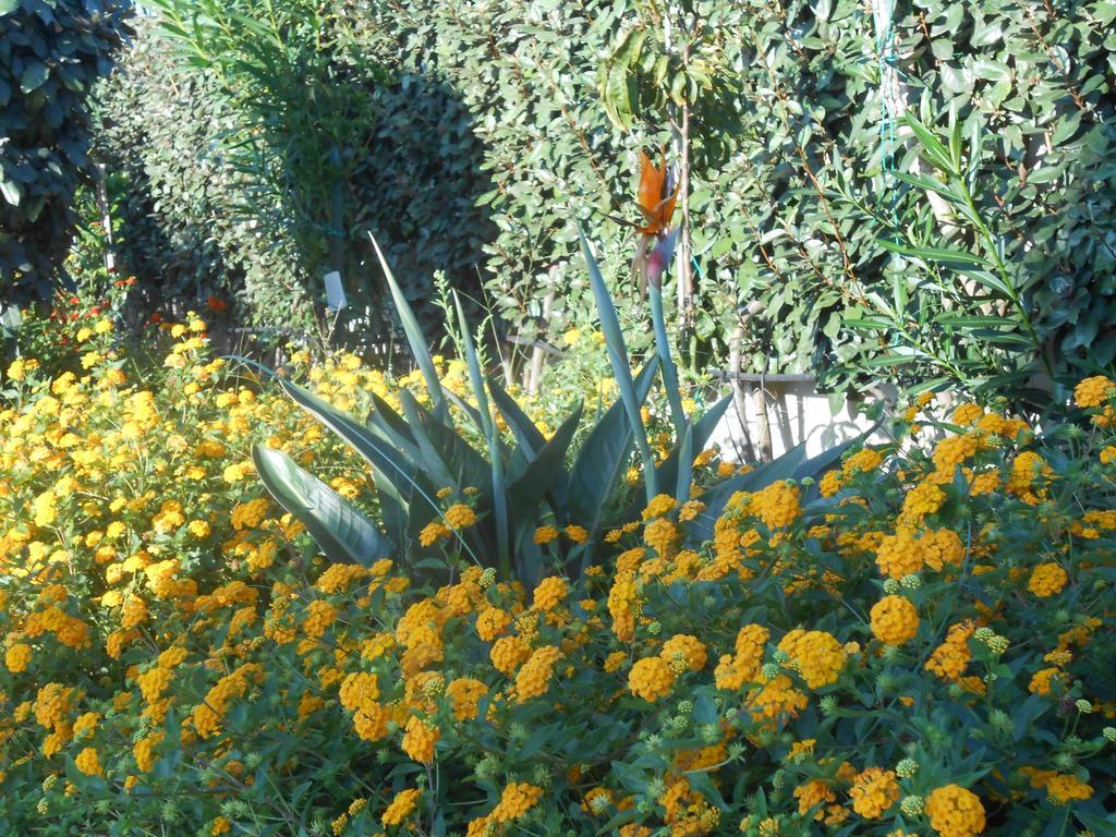 B&B La Posada Stintino Buitenkant foto